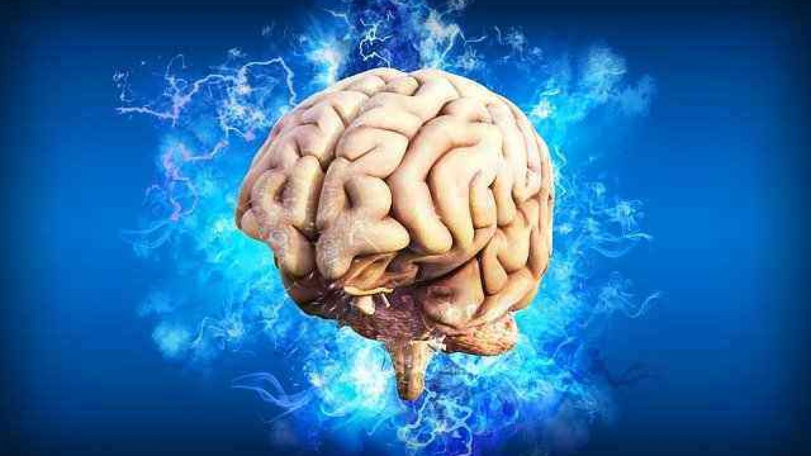 The human brain The human brain