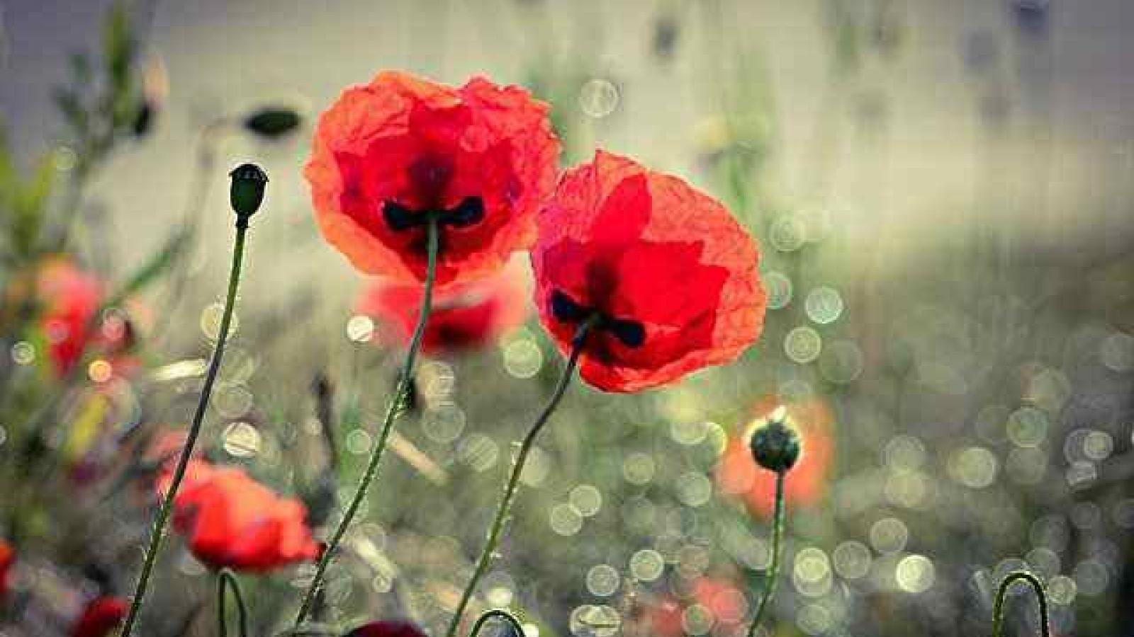 Poppies are used to make morphine